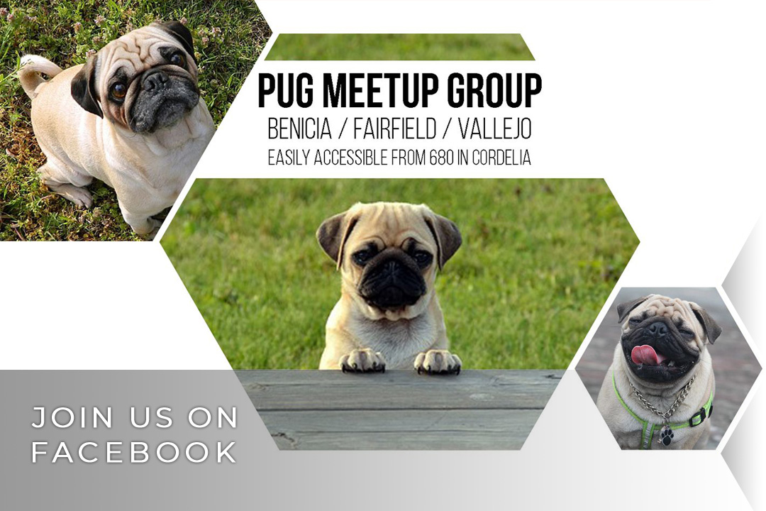 Benicia/Fairfield/Vallejo Pug Meetup Group on Facebook