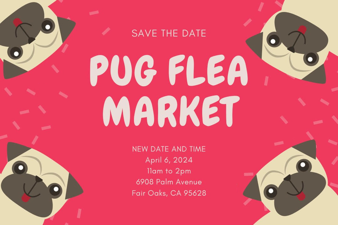 Pug Flea Market 2024