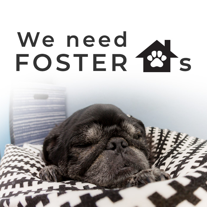 We need Foster Homes!